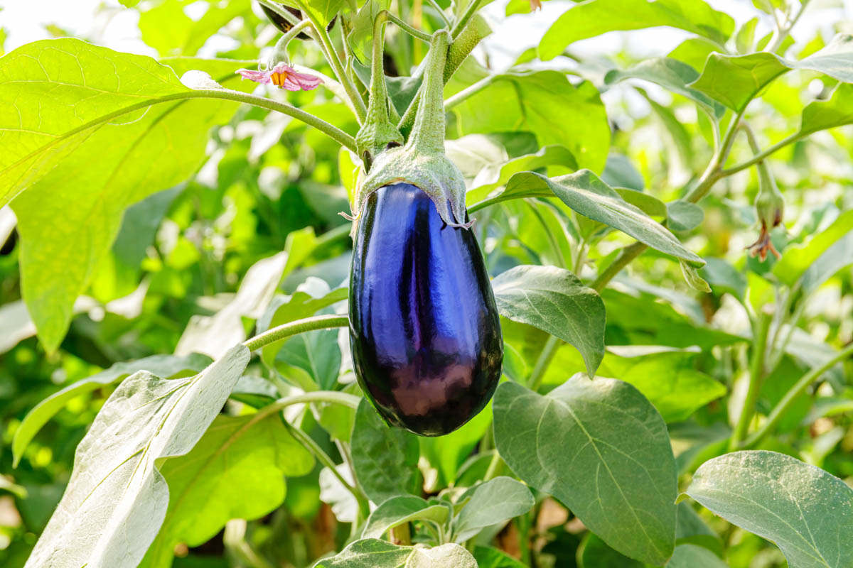 Auberginer Växthus