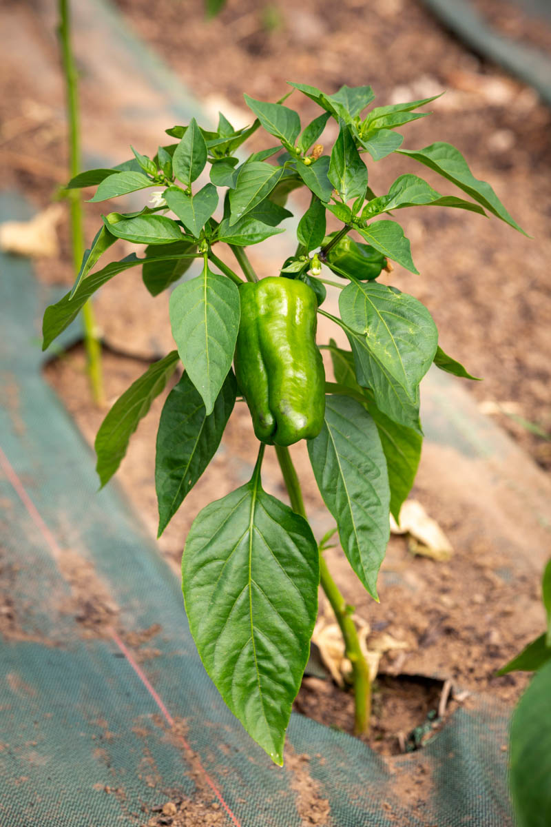 Chilli Grown Through Weed Matting