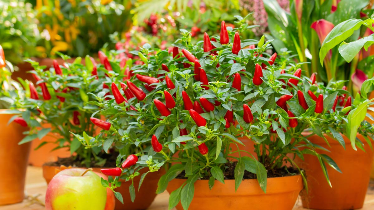 Chili Växthus