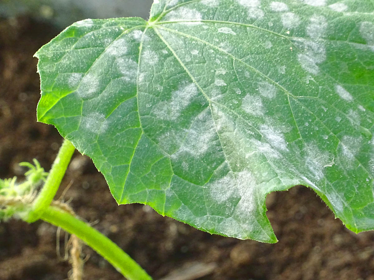 Gurkplanta angripen av mjöldagg