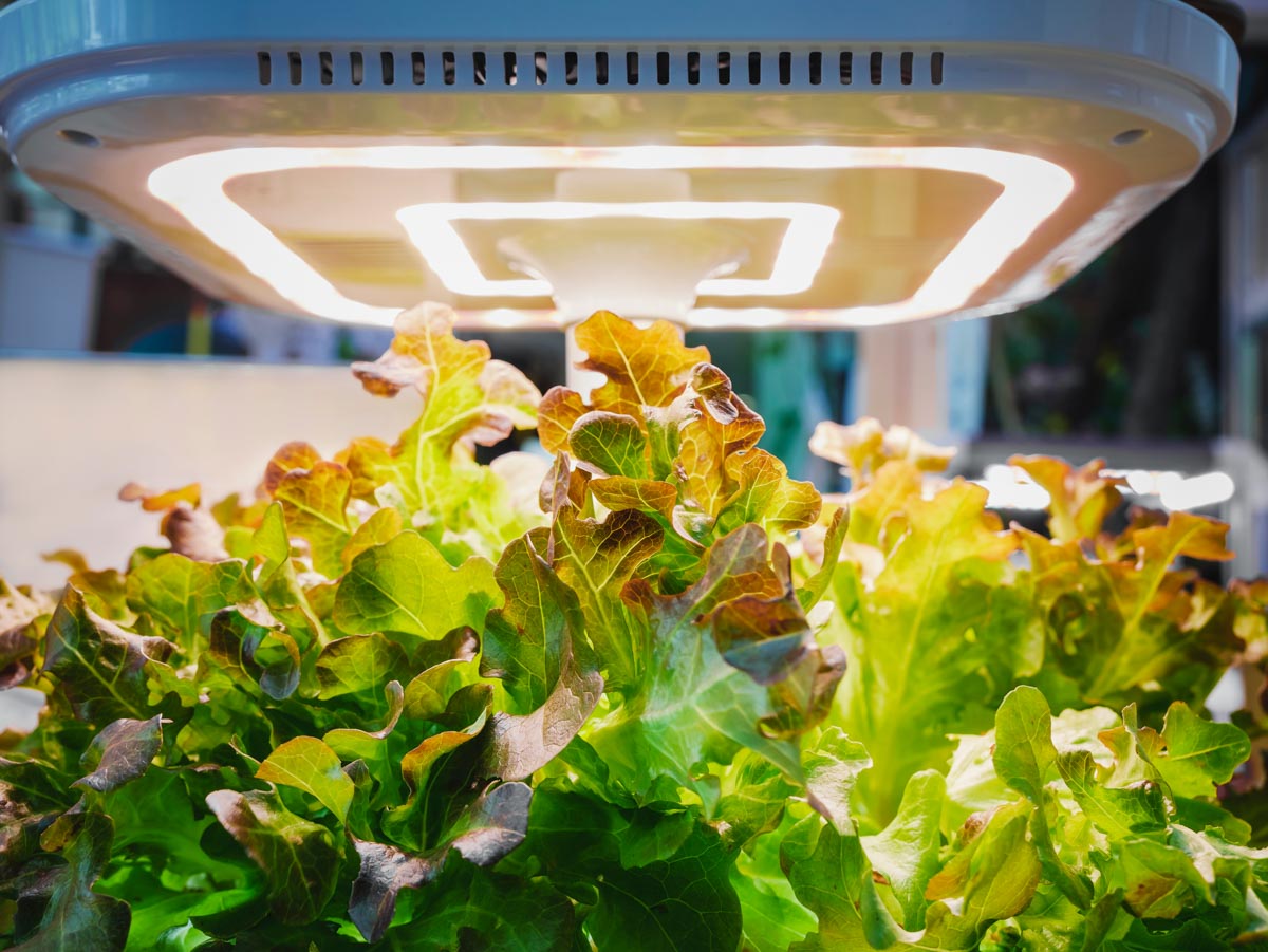 Greenhouse Lighting