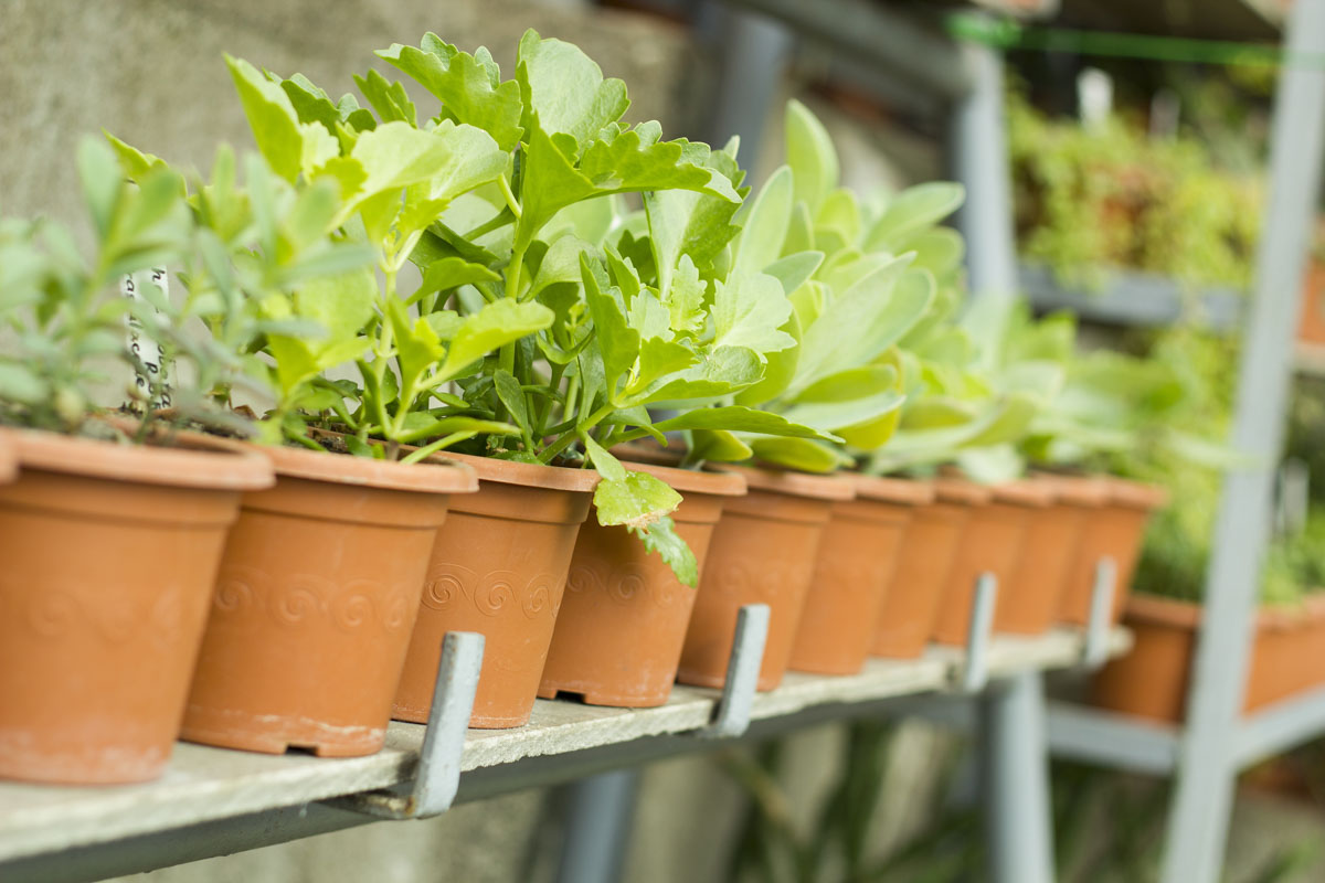 Greenhouse Shelf Staging_