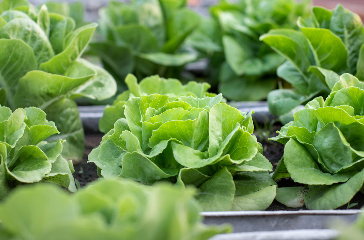 Sallad Växthus